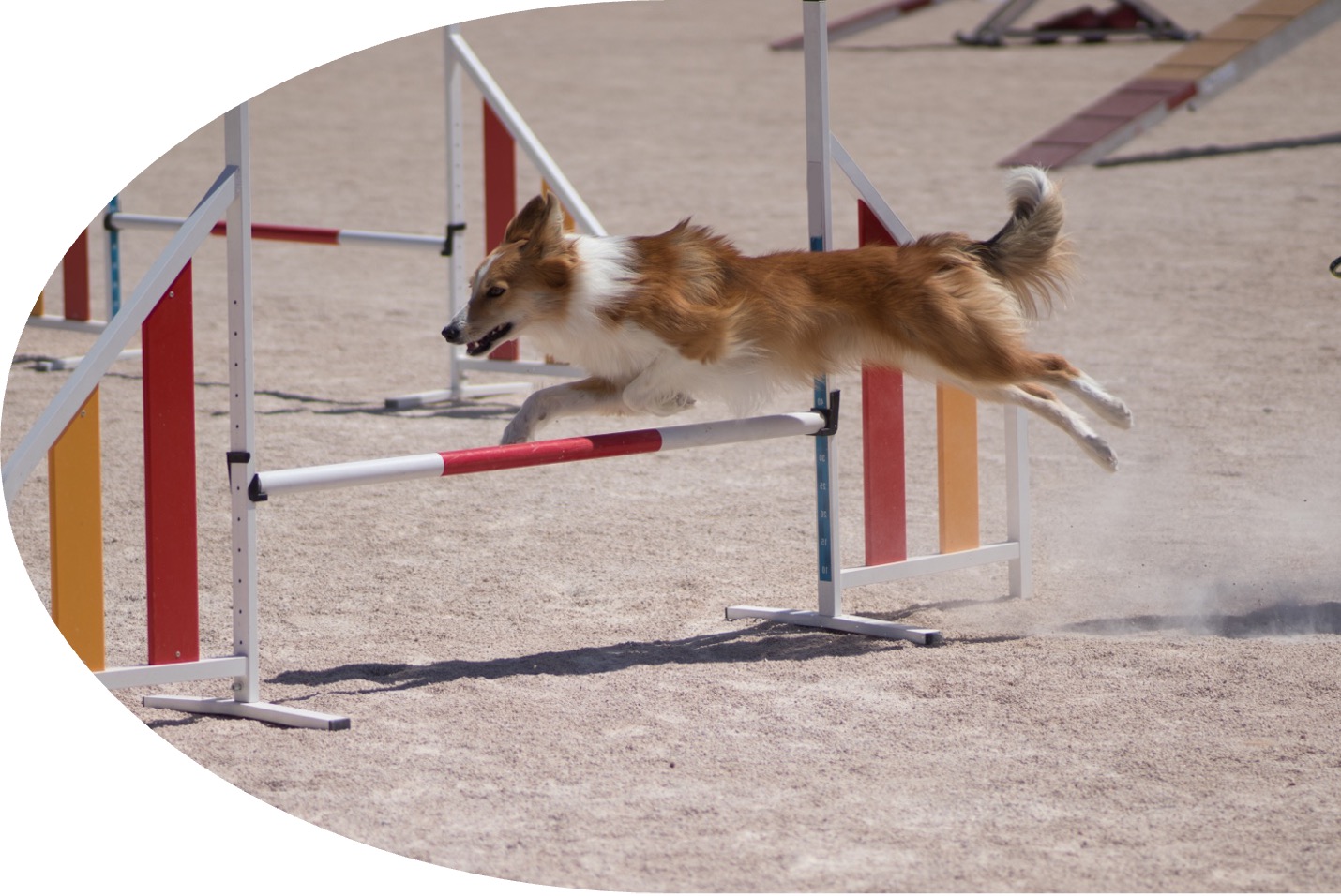 Staying agile: a dog passing through an obstacle course.