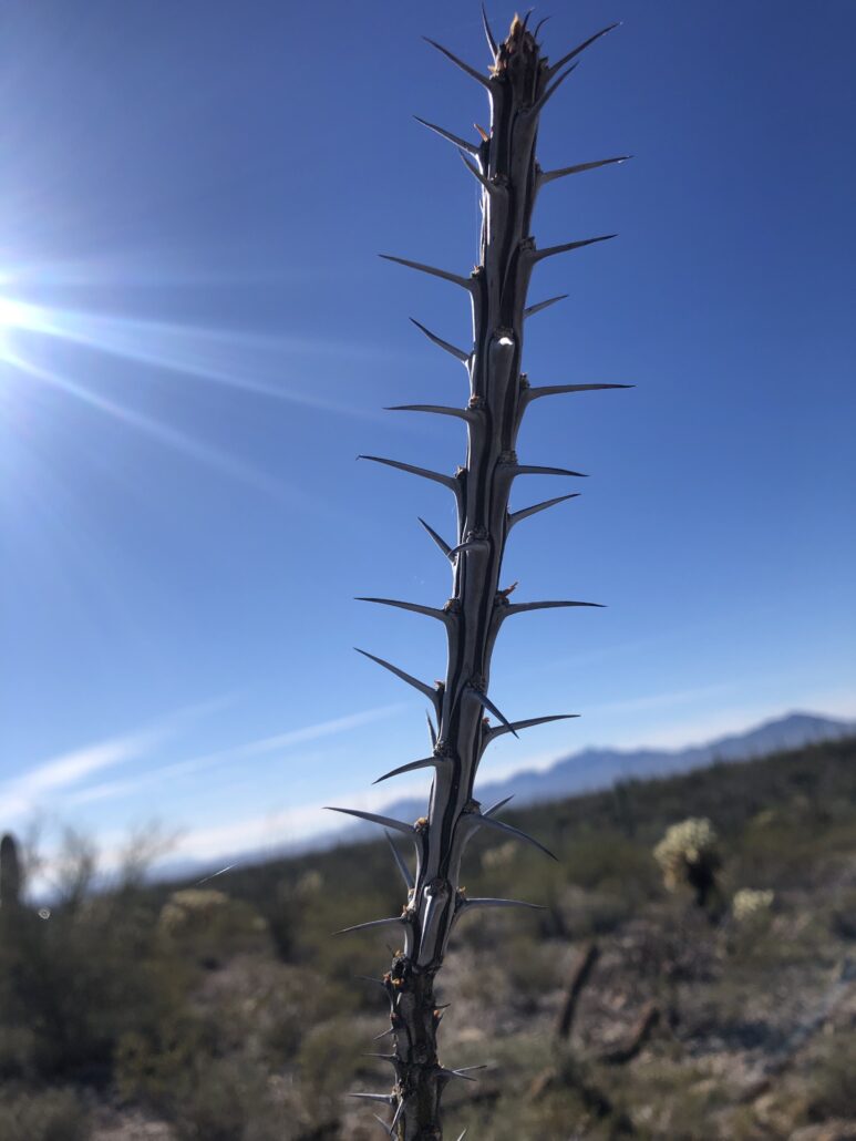 Spiky plant. Picture used to depict importance of communication styles. Especially with someone who leaves feeling like you are on pins and needles!